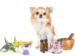 Aromatherapy for Men Who Have Pets