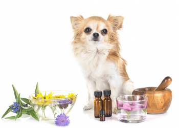 Aromatherapy for Men Who Have Pets